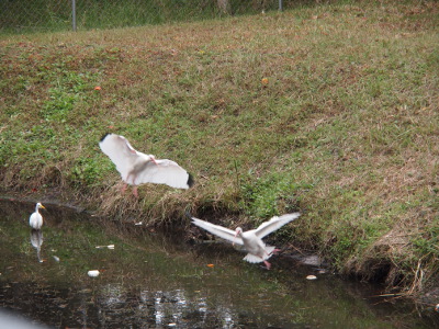 [Two adults are airborne with wings fully stretched. The outer edges are black while the rest of the feathers are white.]